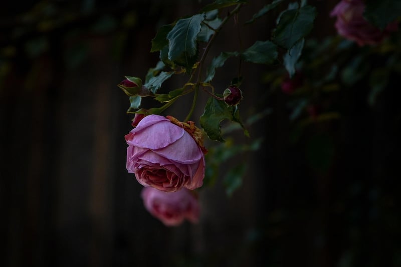 Hanging Basket Garden