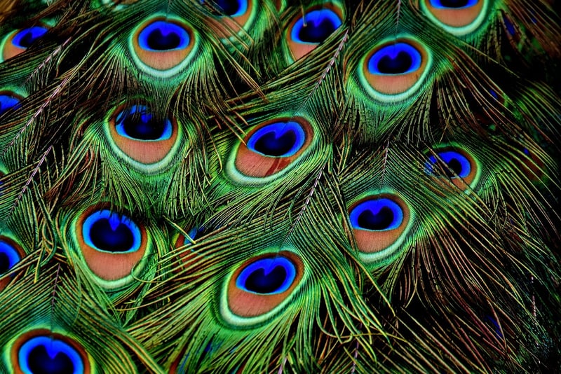 Peacock